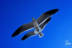 Never a Gull moment....hahaha! This image was taken on th... by Steven Anderson 